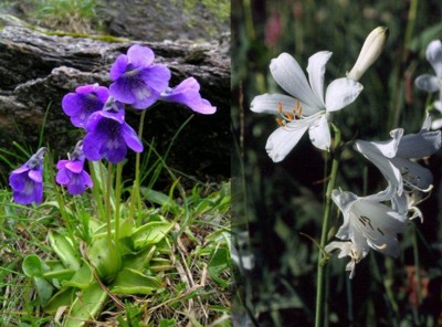 Pinguicula vulgaris - Paradisea liliastrum